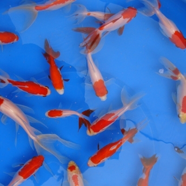 3" Fantail Sarasa Goldfish- 25 ct 