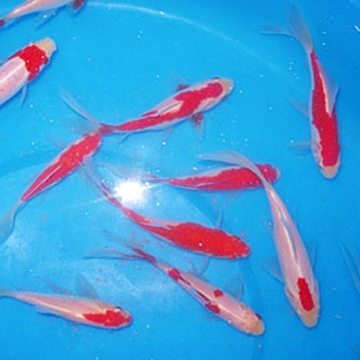 4" Mixed Goldfish - 18 ct