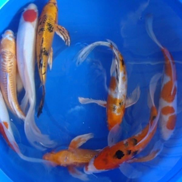 12" Premium Butterfly Koi - 1 ct