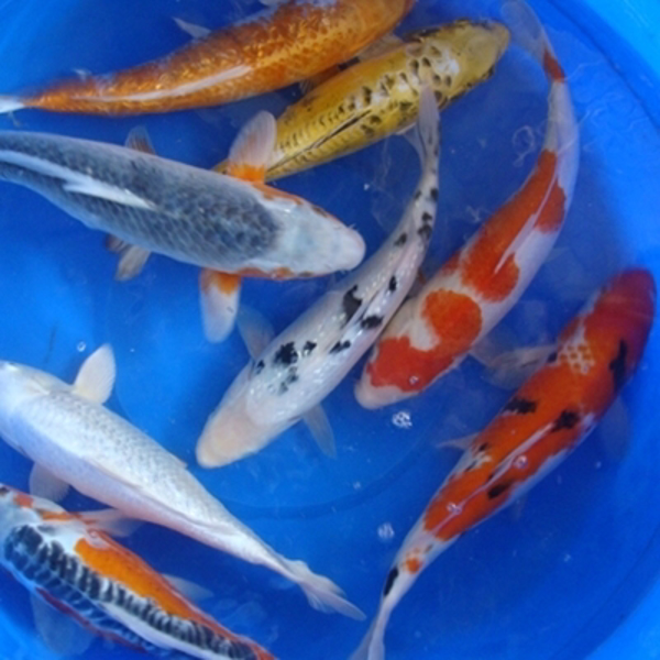 14" Premium Koi - 1 ct 