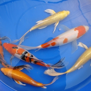 17" Select Butterfly Koi - 1 ct