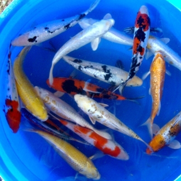 10" Select Koi - 2 ct