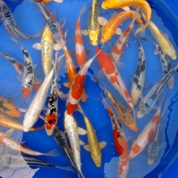 6" Select Koi - 8 ct