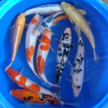 17" Select Koi - 1 ct