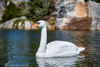 Aquascape Floating Swan Decoy-1